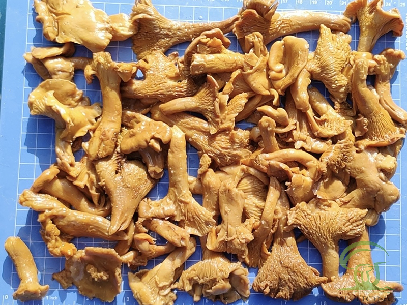 মাশরুম পণ্য ক্যাটারিং শিল্প থেকে আরও মনোযোগ আকর্ষণ করছে।