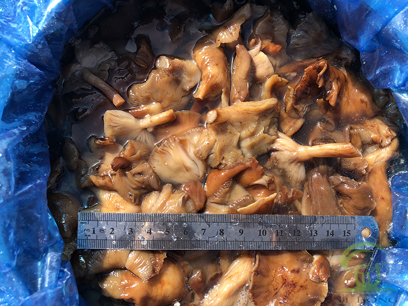 আর্মিলারিয়া মেলিয়ার শেল্ফ লাইফ এবং ব্যবহারের সহজতার উপর ব্রাইন ট্রিটমেন্টের প্রভাব