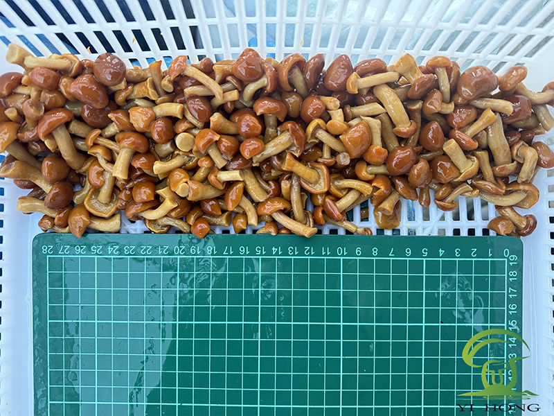 Den ultimata guiden till saltade Nameko-svampar: Specifikationer och gradering för globala importörer