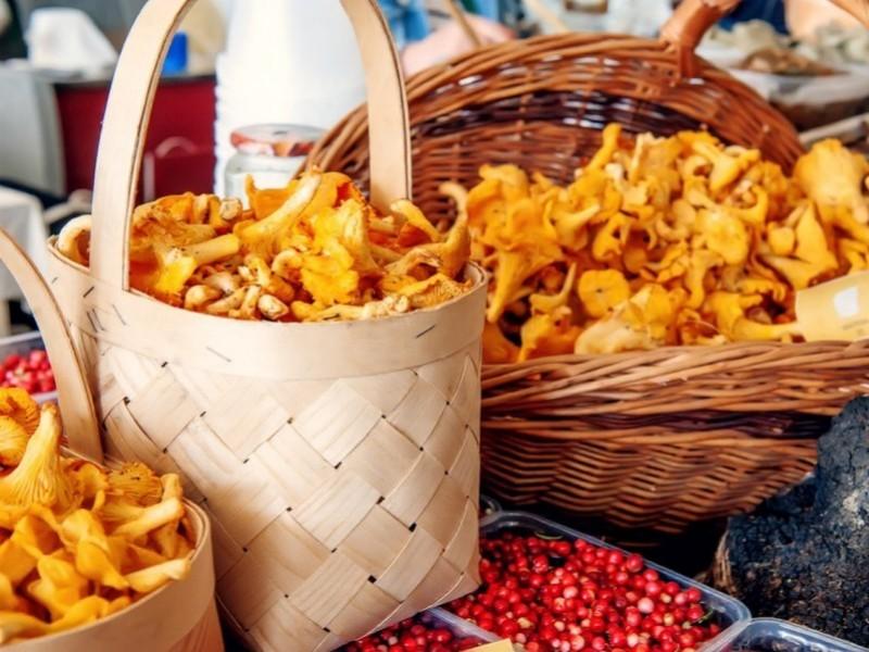 Гајене лисичарке наспрам дивљих лисичарки: Шта би професионални купци заиста требало да узму у обзир