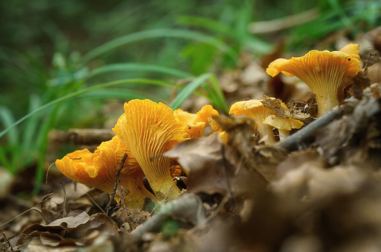 Quick-Frozen Chanterelle