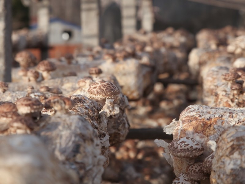 Поширені проблеми, з якими стикаються покупці під час імпорту маринованих грибів шиїтаке