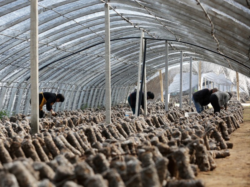 Πώς ταξινομούνται τα μανιτάρια Σιιτάκε σε άλμη για τις αγορές εξαγωγής;