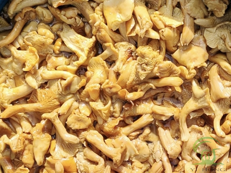 Saltwater Chanterelles