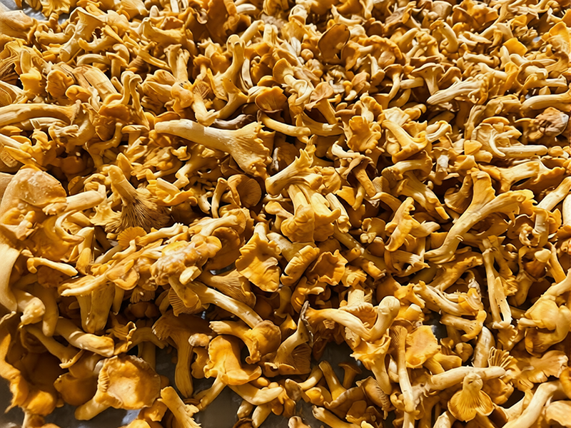 2026 Procurement Guide: How Bulk Frozen Chanterelles Became the "Golden Engine" of the Global Food Industry