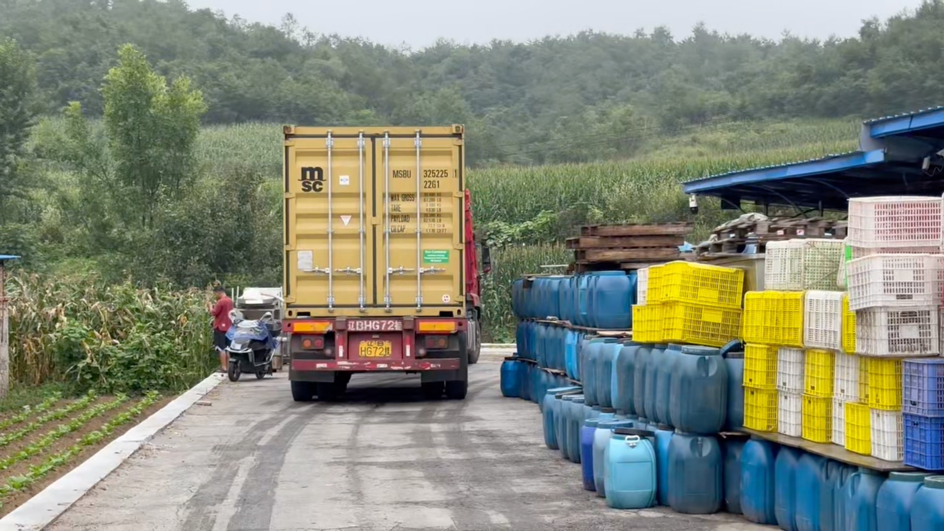 Shiitake Mushroom in Brine