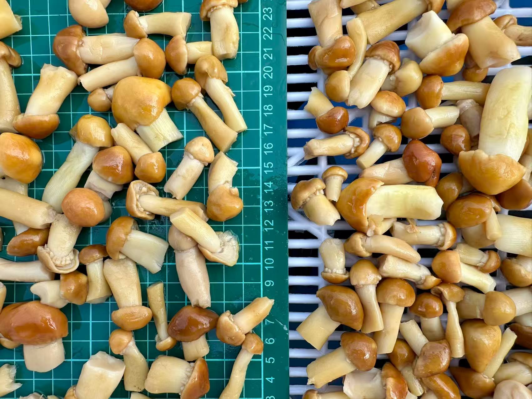 Brined Mushrooms Brined Mushrooms