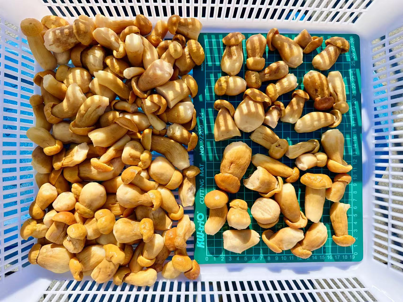 brined mushroom