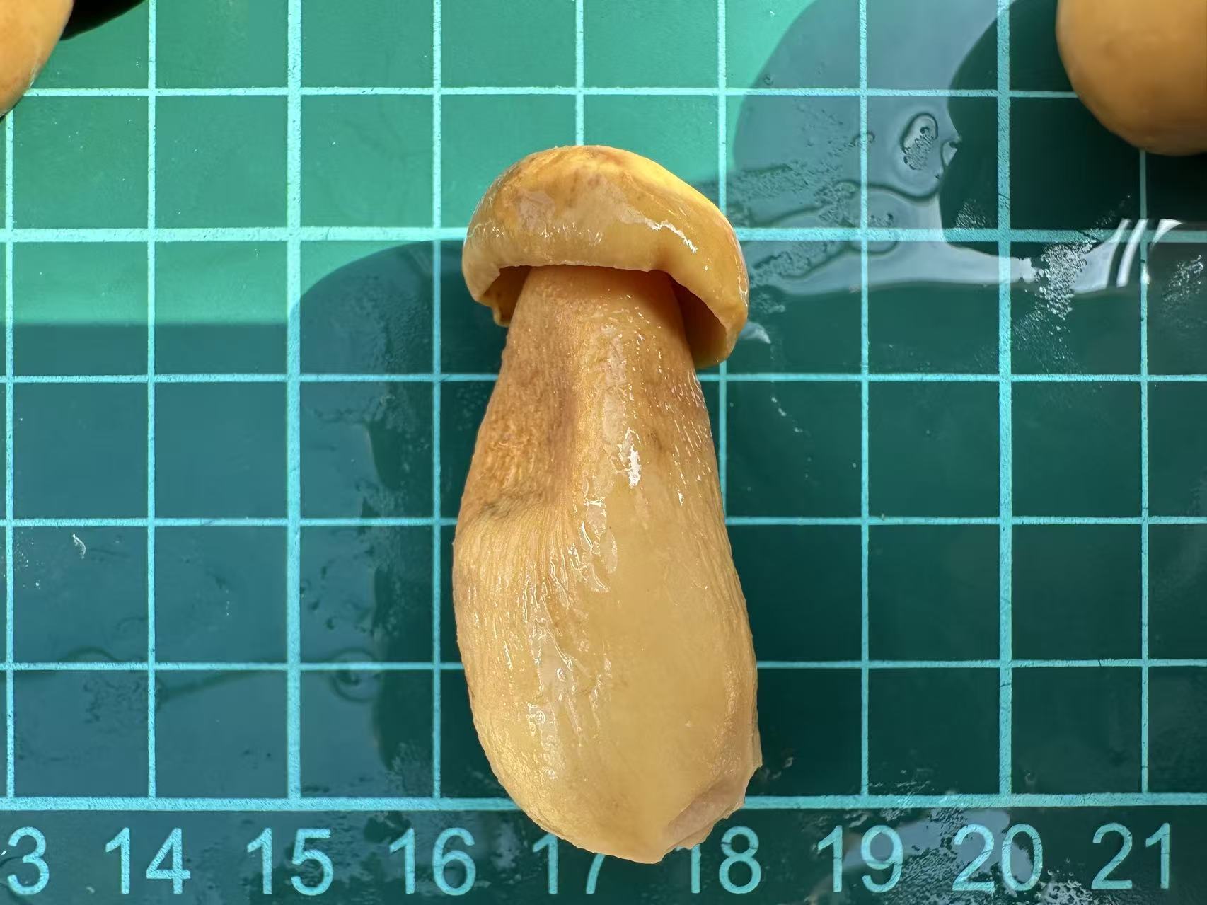 Brined Boletus Mushrooms in Drum