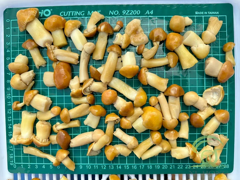 Stropharia in brine