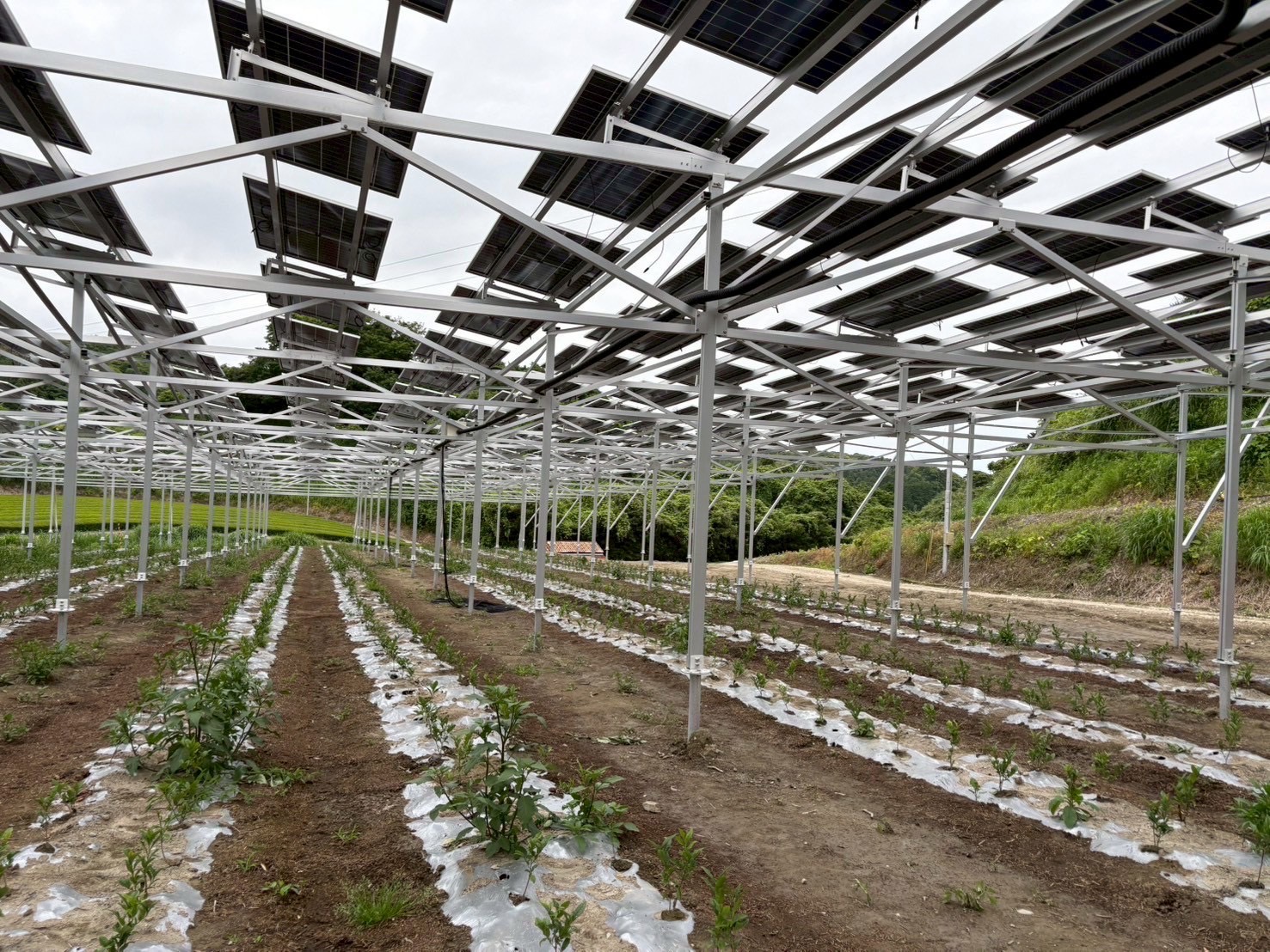 solar farm mounting structures