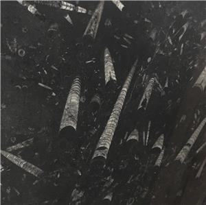 Morocco Fossil Black Marble