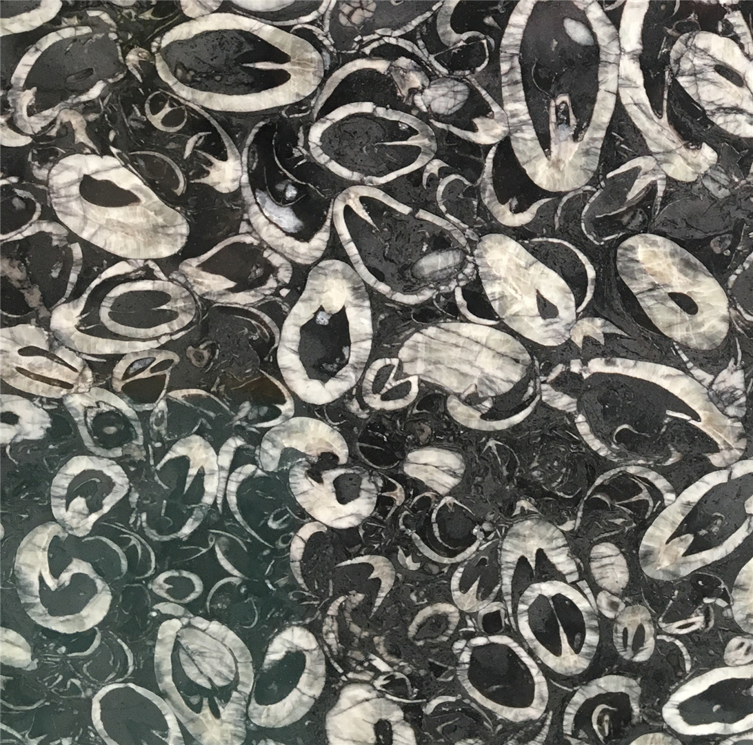 Black Shell Marble