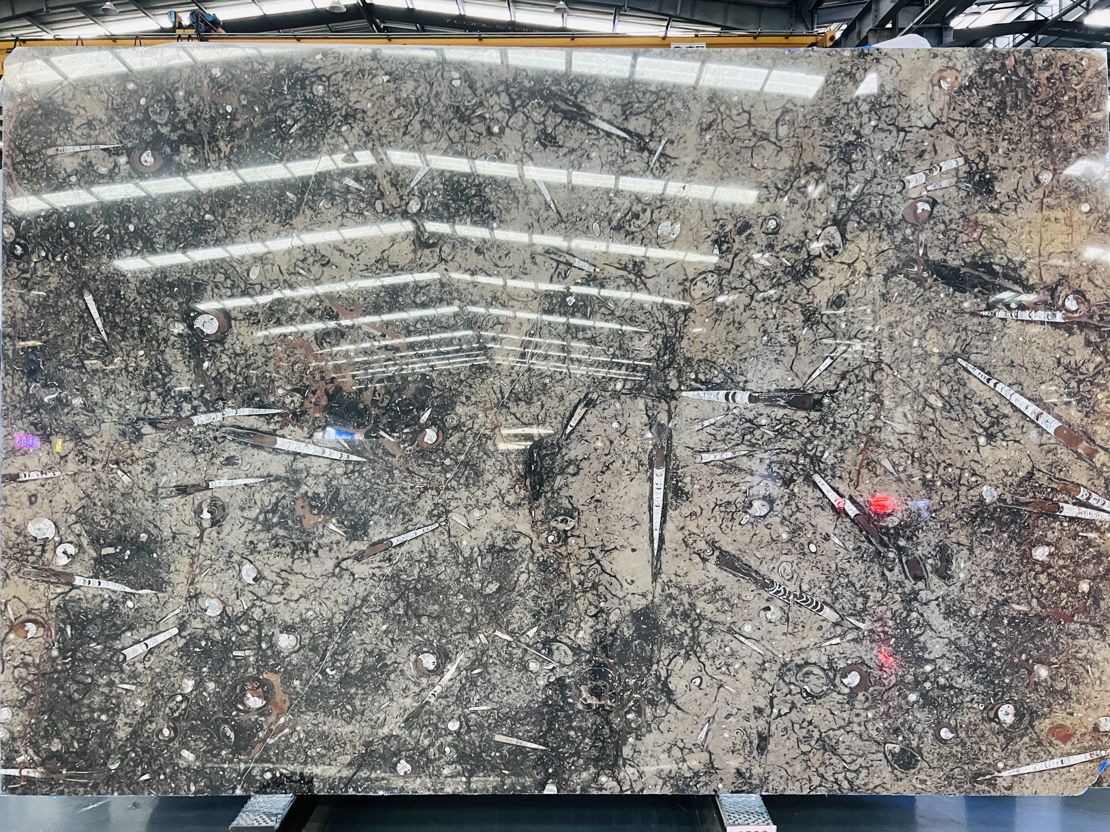 Polished Fossil Brown Marble Slab