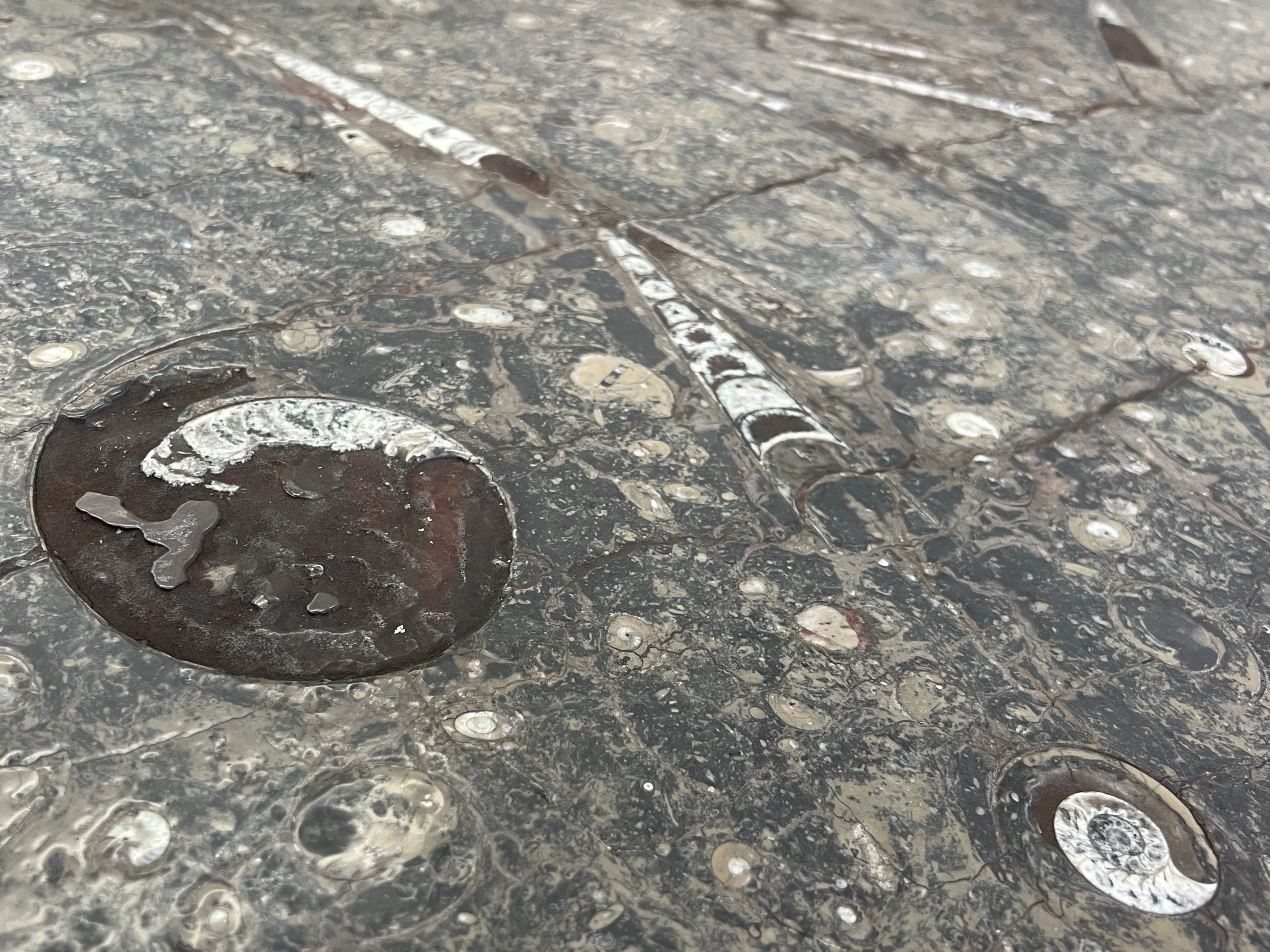 Polished Fossil Brown Marble Slab