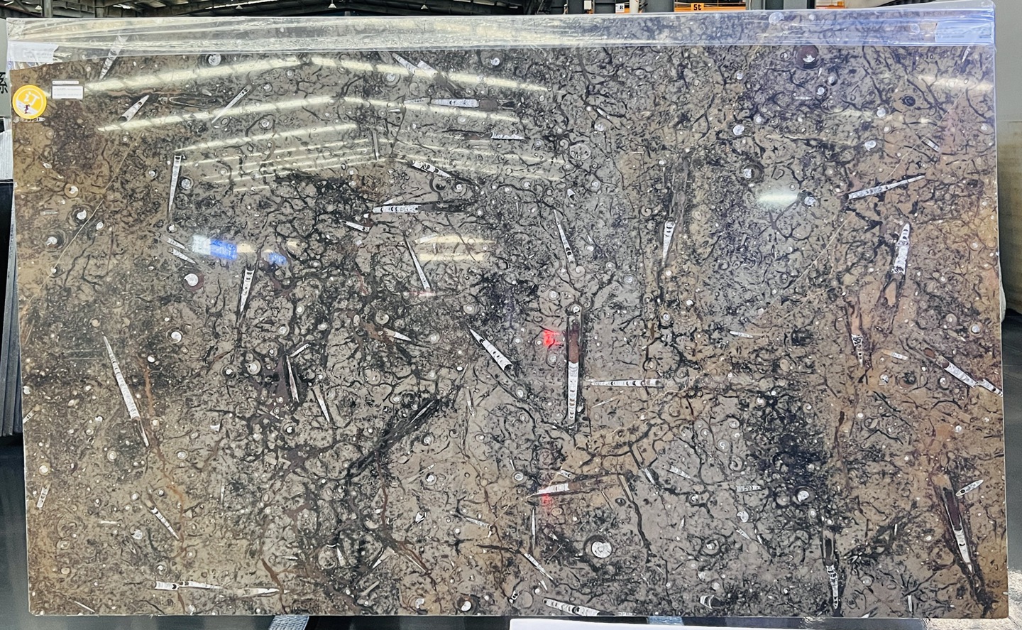 Polished Fossil Brown Marble Slab