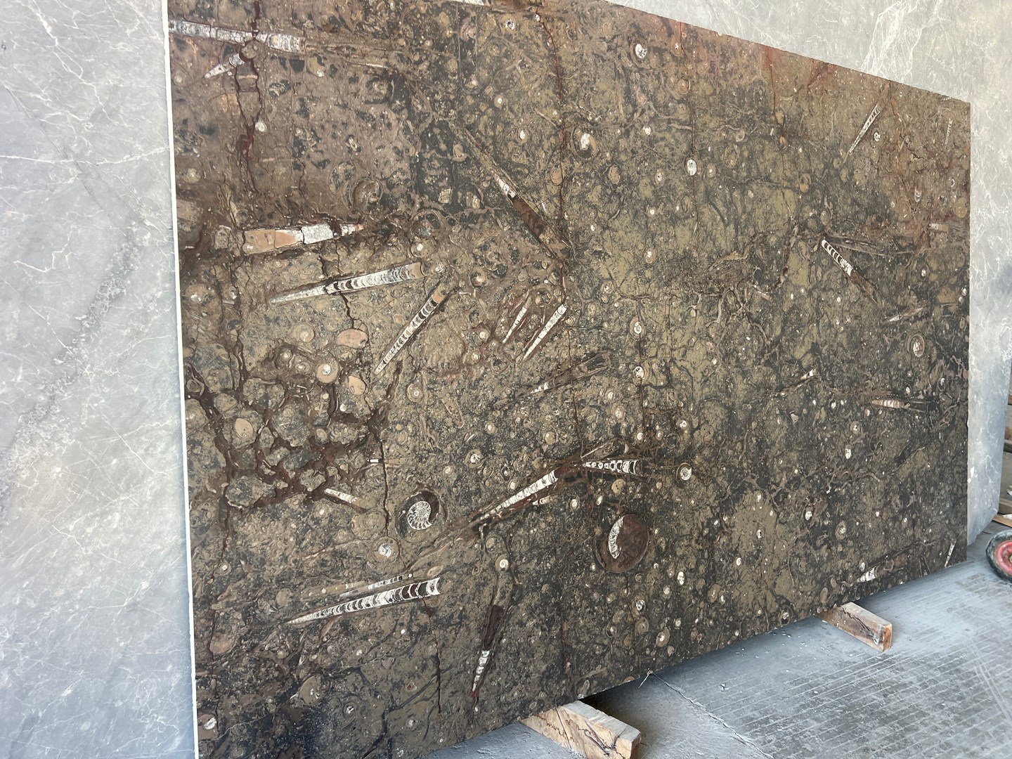 Polished Fossil Brown Marble Slab