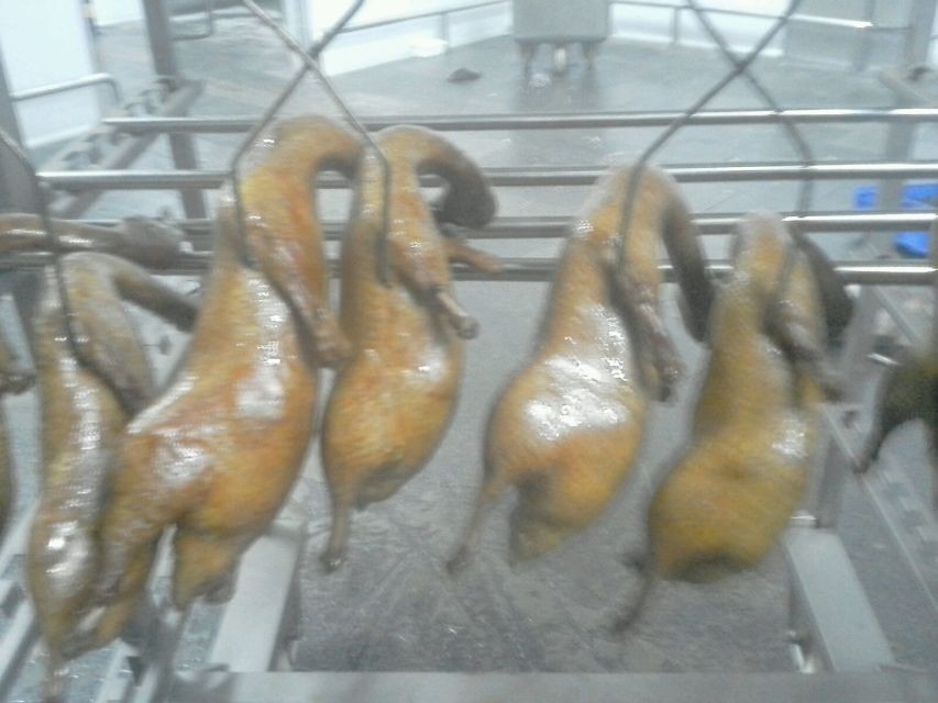 Roast Duck Oven