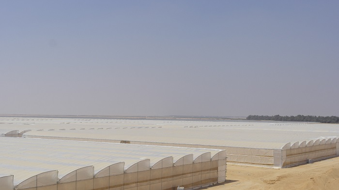 Work with Sinomach for the huge Greenhouse Project in Egypt