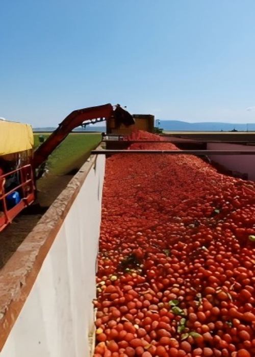 Переработка томатов: как рекордная жара повлияет на мировые поставки? Италия светит, но надолго ли?