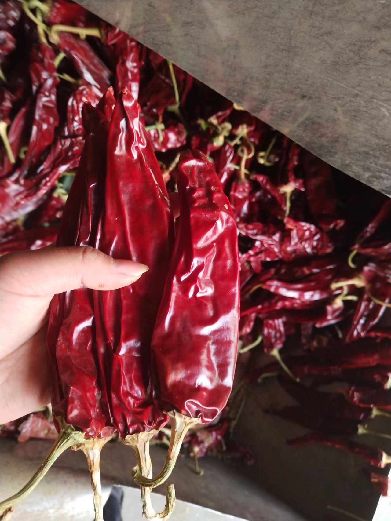 Paprika New Crop already come