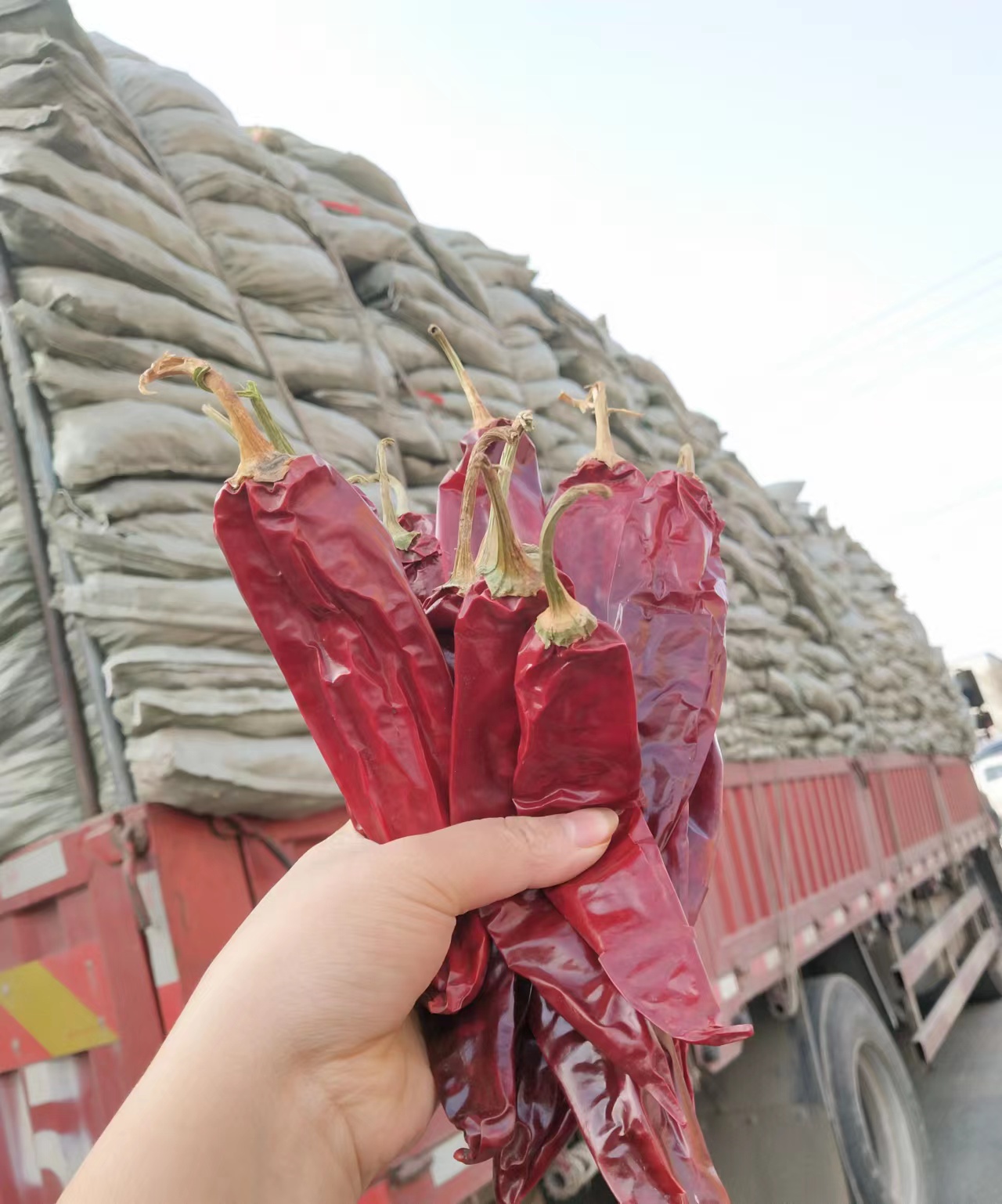 Paprika raw material come to factory by big truck
