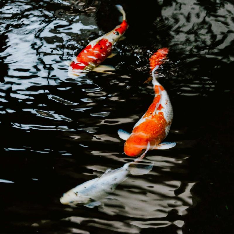 Beltéri akváriumok és hidroponikus állványok kompakt búvárszivattyúkkal