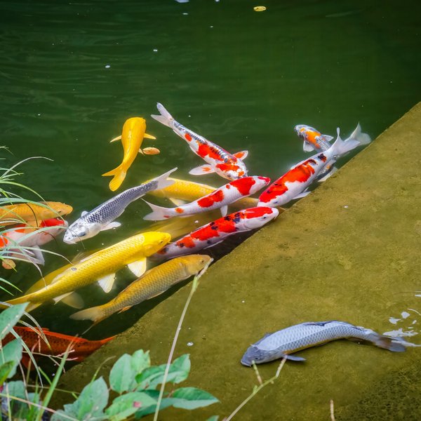 Pompă practică cu ioni pentru acvarii de acasă și aplicații hidroponice de interior