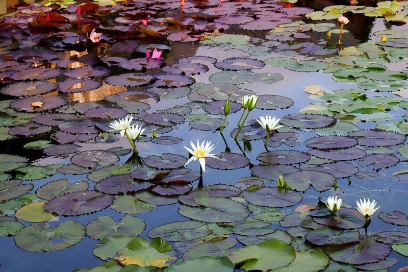 Caracteristici de apă în aer liber ca parte a vieții de zi cu zi în grădină