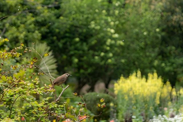 Víz és zöldterületek egyensúlyban tartása modern kertekben tószivattyús megoldásokkal