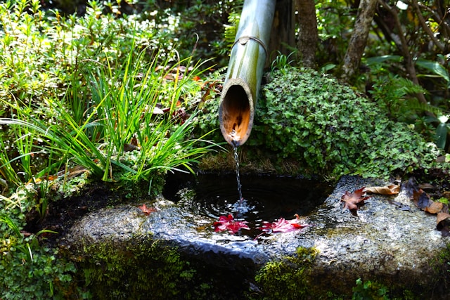 Kaj se je spremenilo v mojem vrtu, potem ko sem dodal preprost vodni element