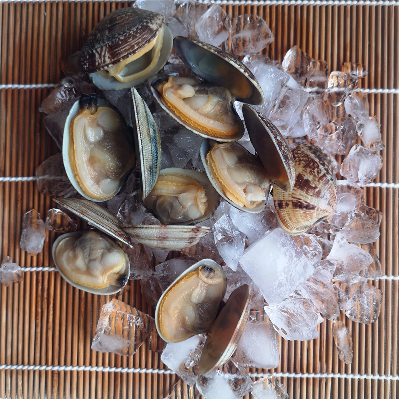 Japanese asari clam