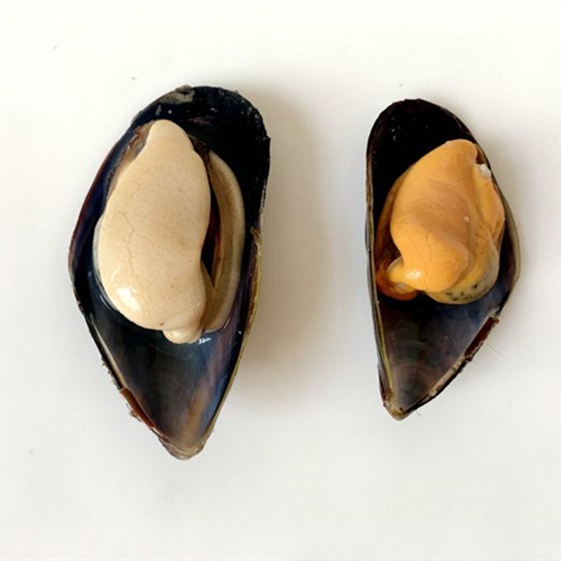 Frozen Cooked Mussel With Half Shell Factory