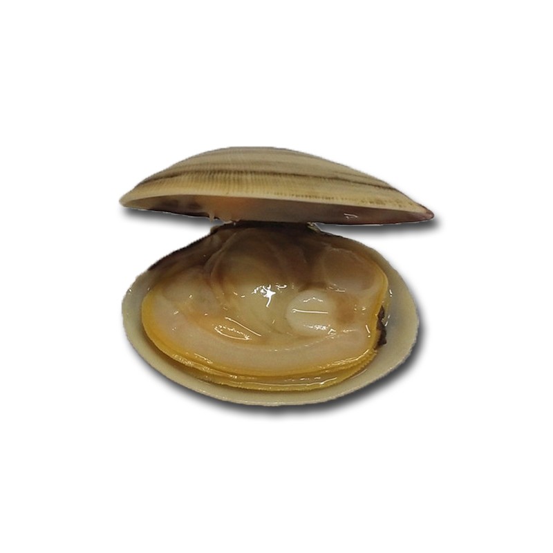 Haccp Well Cleaned No Sand Short Necked Clam