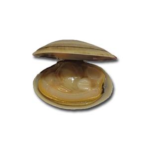 Big Size Vacuum Packed Whole Shell Short Necked Clam
