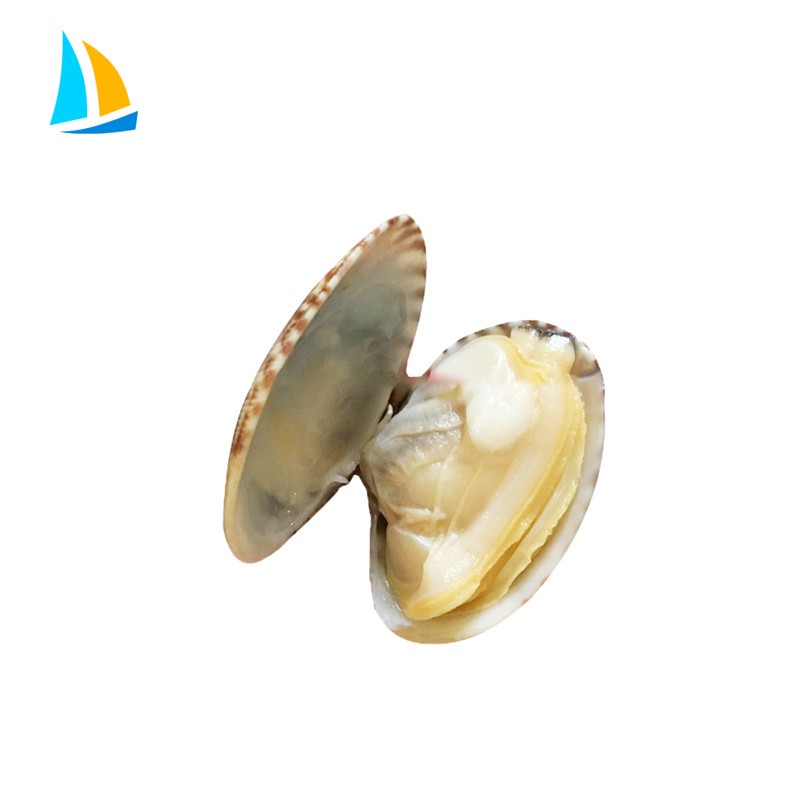 Fresh Frozen Cooked Whole Shell Baby Clam