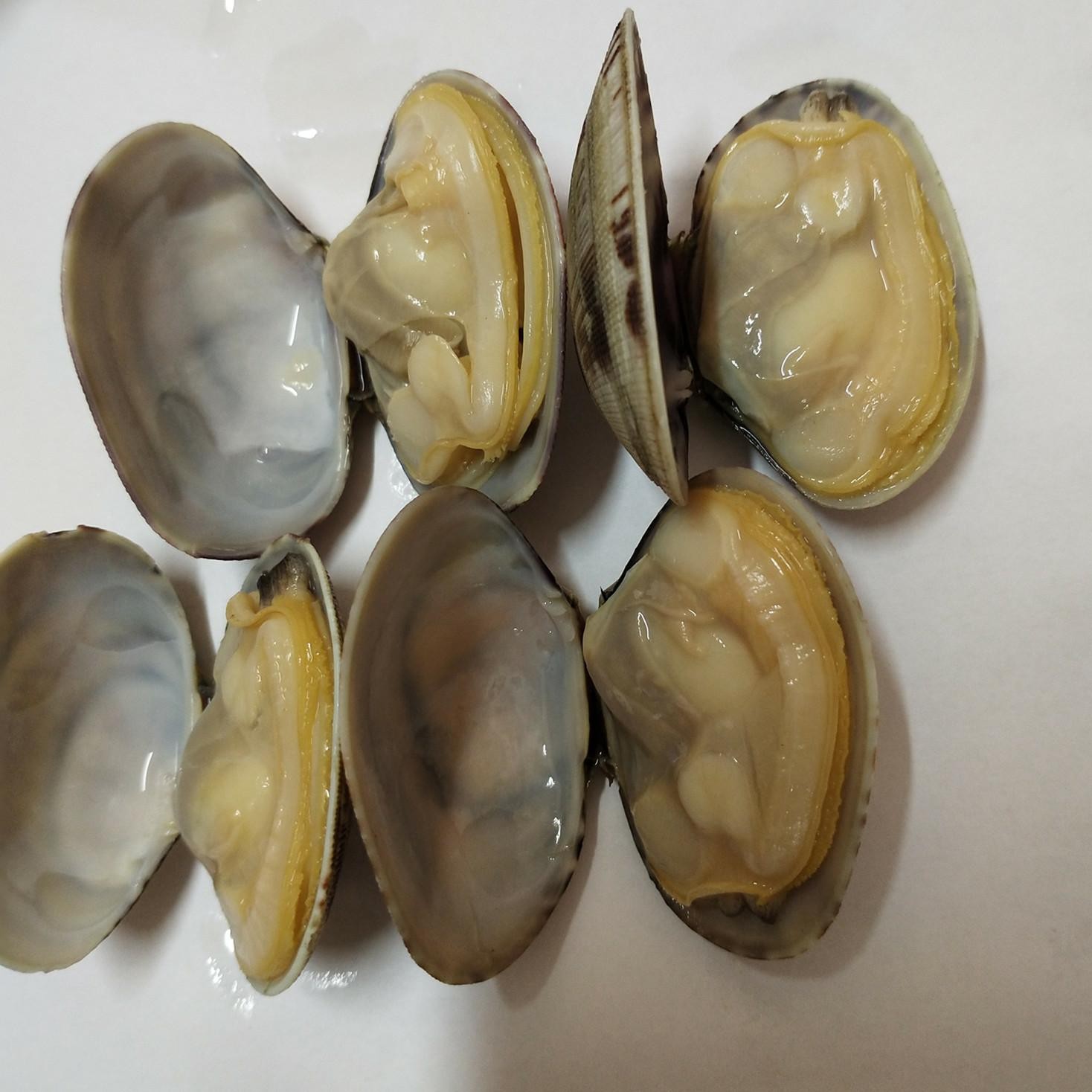 Fresh Frozen Cooked Whole Shell Baby Clam Factory