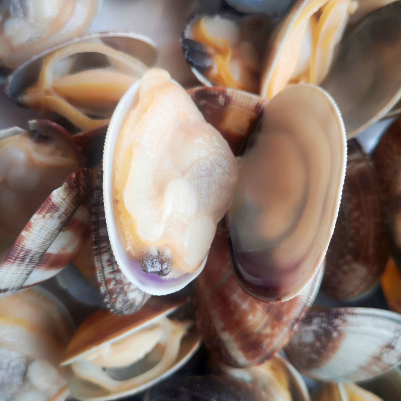 little neck clams