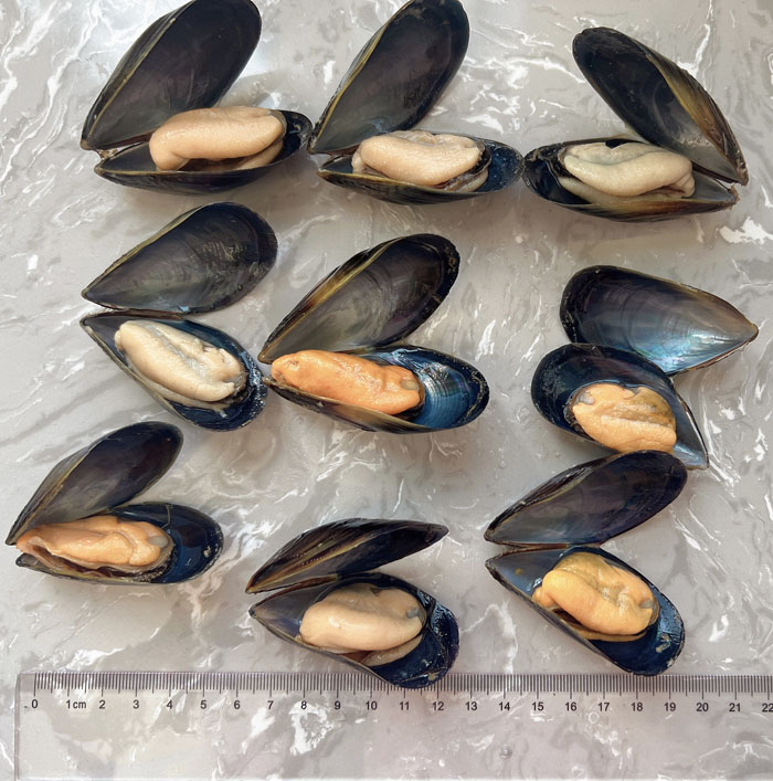 Frozen Clam, Frozen Mussel, Frozen Seaweed Salad Suppliers DANDONG