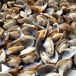 New season of frozen boiled short necked clam