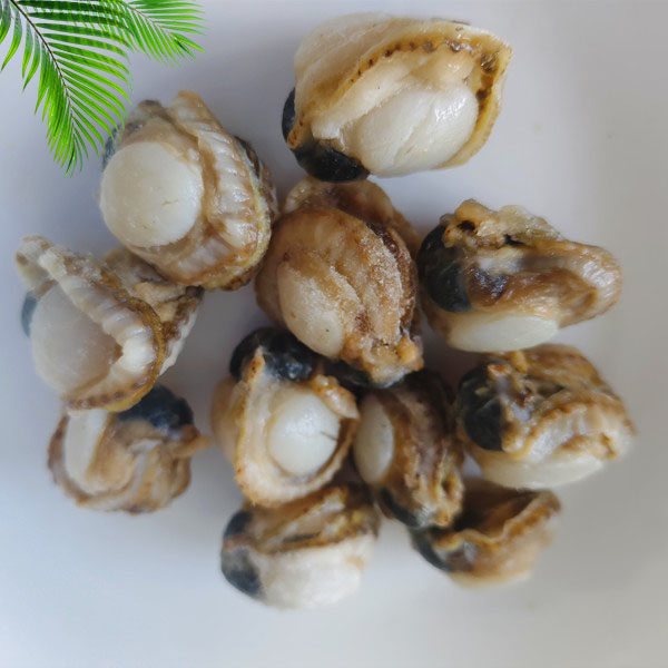 New season frozen boiled scallop meat