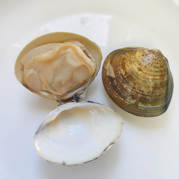 hard clam