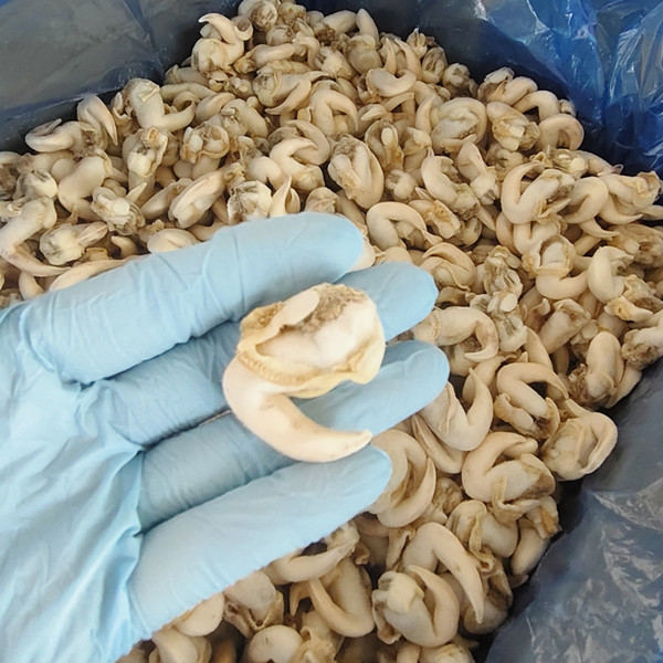 Frozen boiled cockle meat Factory