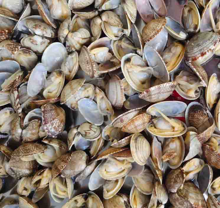 Best production season frozen boiled short necked clam