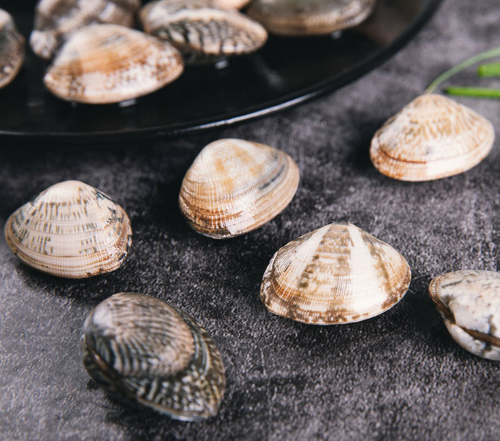 Let us know short necked clam