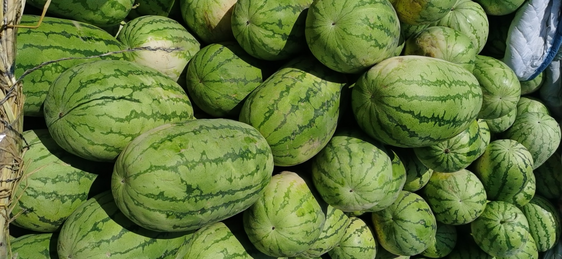 يرسل العملاء البطيخ ، بارد وحلوة للقلب