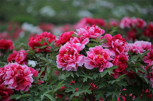 Luoyang - starożytna stolica cesarstwa, miasto kwiatów piwonii