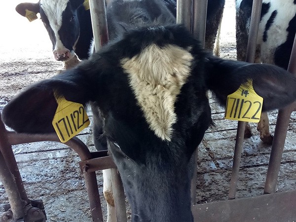 تطبيق علامة الأذن لمنتجات الألبان UHF RFID في المزرعة