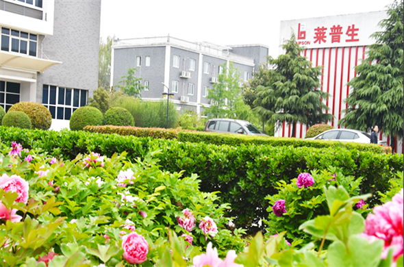 Piwonia kwitnie, fabryka kolczyków Luoyang Laipson jest bardziej atrakcyjna