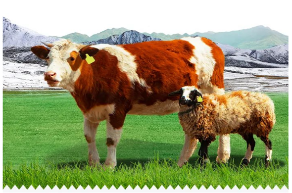 Technologia Laipson pomaga rolnikom, którzy mają kolczyk, bydło musi mieć „tożsamość”